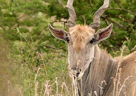 Tala Game Reserve