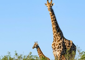 Tala Game Reserve