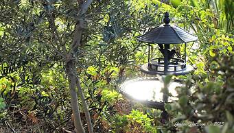 Capon Cottage