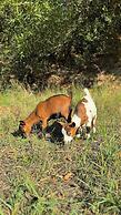 Herdade Lago Real