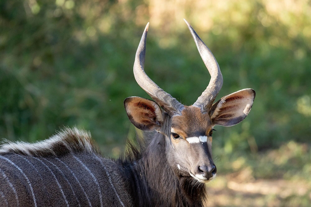 Karongwe - Kuname Safari Lodge