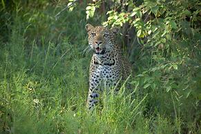 Karongwe - Kuname Safari Lodge