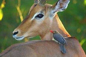 Karongwe - Kuname Safari Lodge