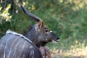 Karongwe - Kuname Safari Lodge