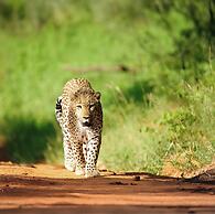 Karongwe - Kuname Safari Lodge