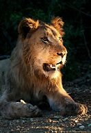 Karongwe - Kuname Safari Lodge