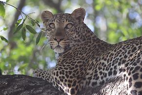Karongwe - Chisomo Safari Camp