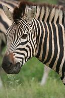 Karongwe - Chisomo Safari Camp