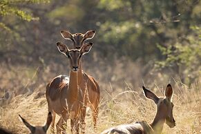 Karongwe - Chisomo Safari Camp