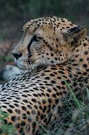 Karongwe - Chisomo Safari Camp