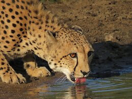 Karongwe - Chisomo Safari Camp