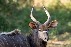 Karongwe - Chisomo Safari Camp