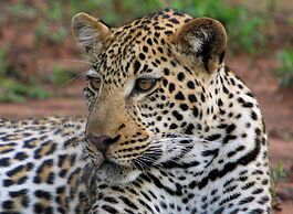 Karongwe - Chisomo Safari Camp