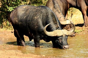 Karongwe - Chisomo Safari Camp