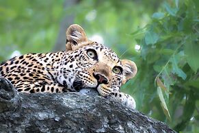 Karongwe - Chisomo Safari Camp