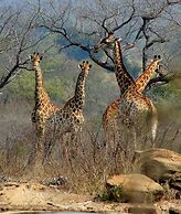 Karongwe - Chisomo Safari Camp