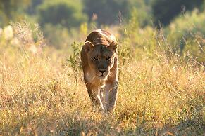 Karongwe - River Safari Lodge