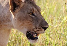 Leopard Mountain Safari Lodge