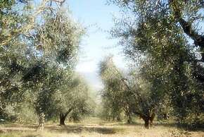 Agriturismo Le Casette