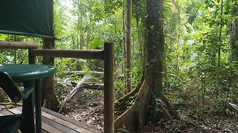 Daintree Crocodylus