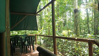 Daintree Crocodylus