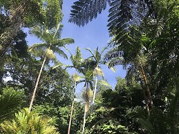 Daintree Crocodylus