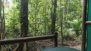 Daintree Crocodylus