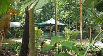 Daintree Crocodylus