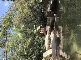 Daintree Crocodylus