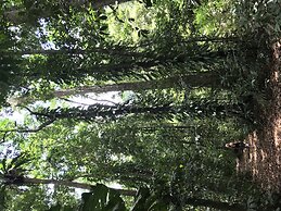 Daintree Crocodylus