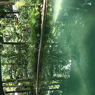 Daintree Crocodylus