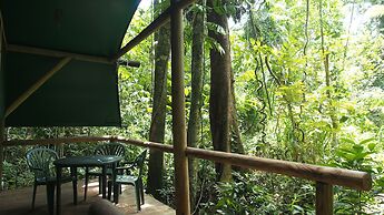 Daintree Crocodylus
