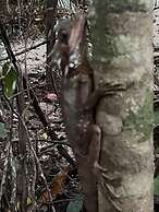 Daintree Crocodylus
