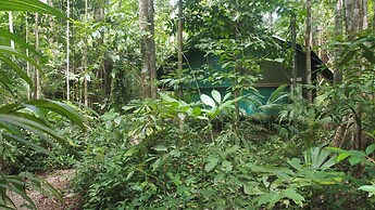 Daintree Crocodylus