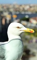 Daru Sultan Galata