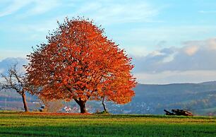 Landgasthof Grüner Baum