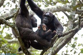 Chimpanzee Lodge