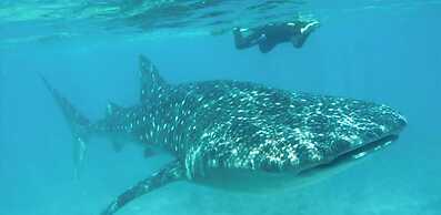 Boutique Hotel EL NIDO Holbox