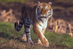 Hex Wildlife Hotel