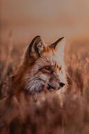 Hotel Fuchs
