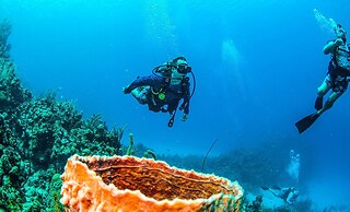 Blue Roatan Resort