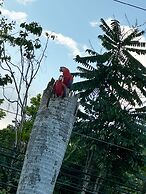Hotel Colibri