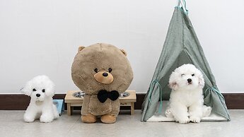 Chuncheon Dogandstay