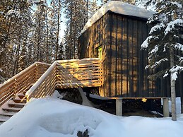 Yukon Black Spruce