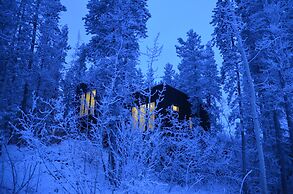 Yukon Black Spruce