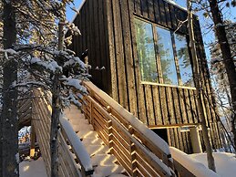 Yukon Black Spruce