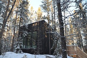 Yukon Black Spruce