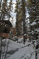 Yukon Black Spruce