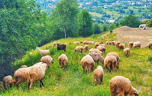 Vatra Boiereasca