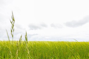 Green Fields
